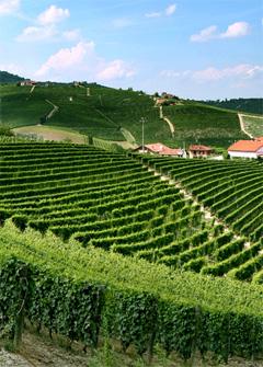 Weinberge in der italienischen Barbera-Landschaft